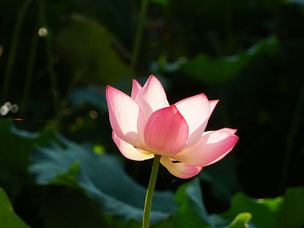 Lotus in West Lake