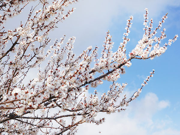 6 Days Apricot Flower Photography Tour from Urumqi