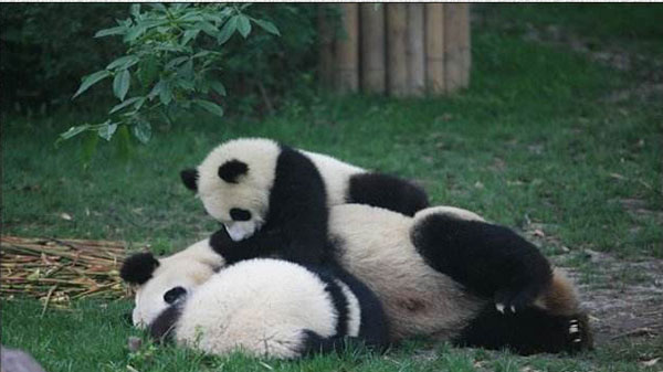 baby panda and mother