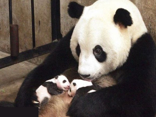 mother panda and baby