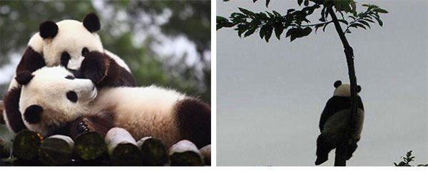 panda grow up