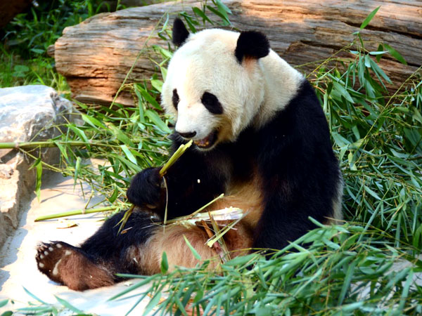 Beijing Zoo Panda House