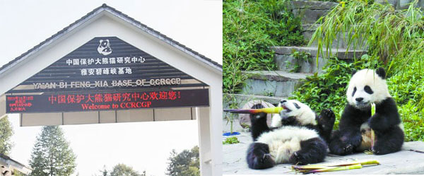 bifengxia panda base