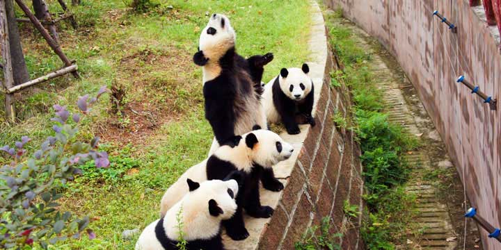 Giant Panda-Chengdu One Day Tour