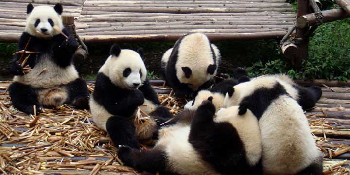 World Heritage Sites in China - Wolong Panda Reserve
