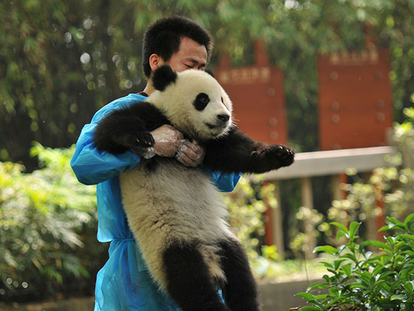 Top places for educational trip to China- Chengdu Panda Base
