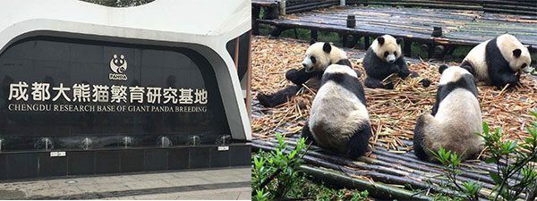 chengdu research base of giant panda