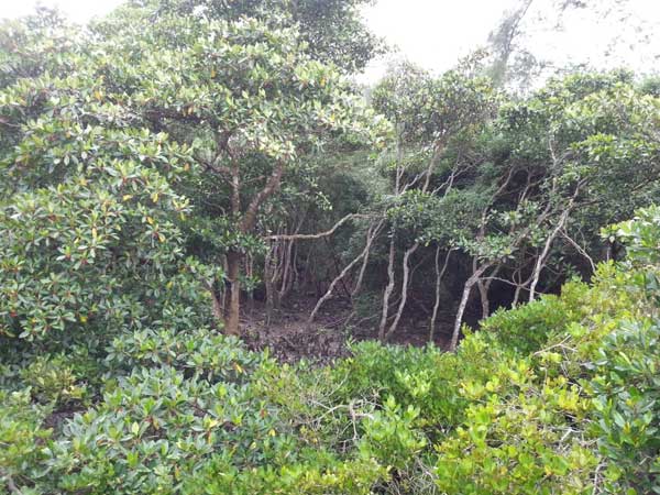 Dongzhaigang Mangrove Nature Reserve