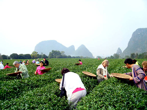 visit tea plantation-what to do and learn during an educational trip to China
