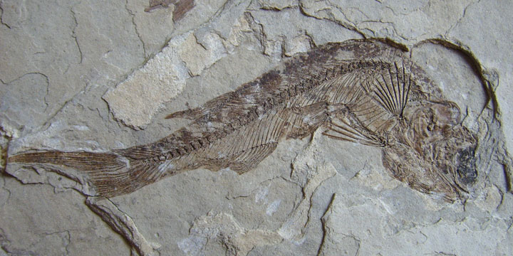 fossil of ancient fish discovered at himalaya mountain