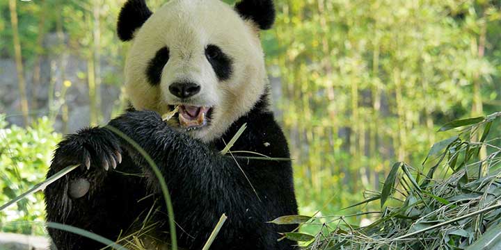 Giant Panda-Panda Volunteer Day Tour