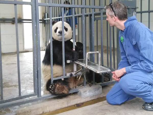One Day Chengdu Panda Volunteer Tour