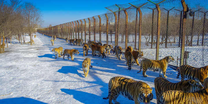 Siberia Tiger Park