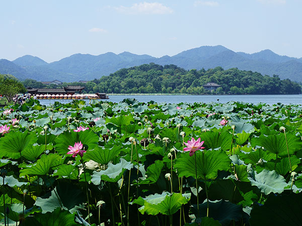 Lotus in West Lake