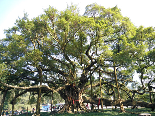 Yangshuo Big Banyan Tree
