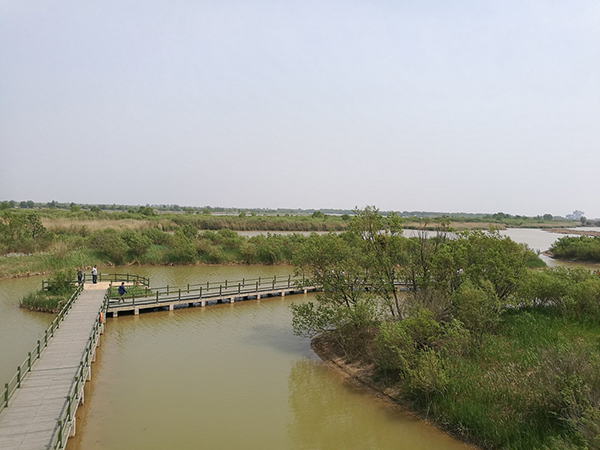 Yellow River Delta Wetland